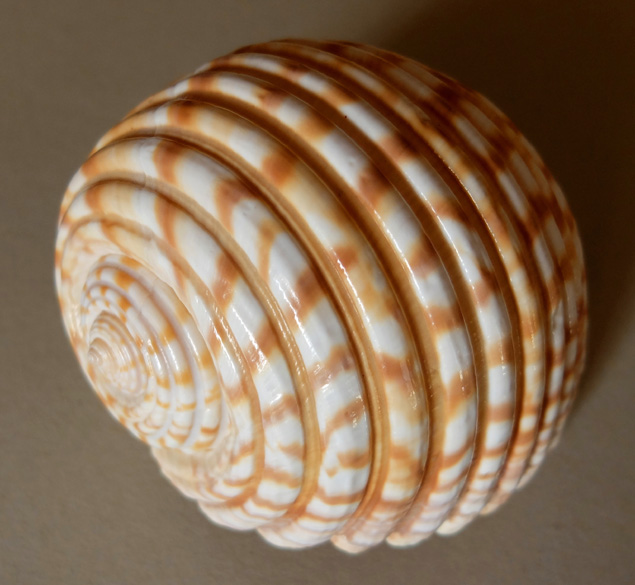 Accueil
