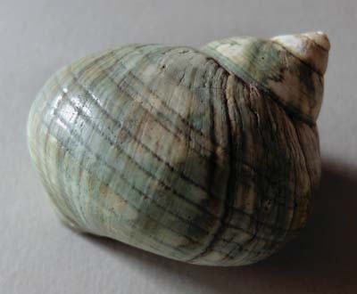 0-coq-01