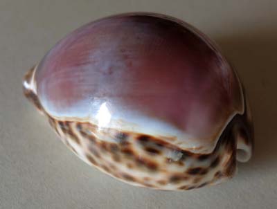 0-coq-02a