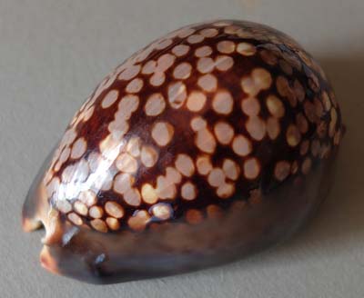 0-coq-03a