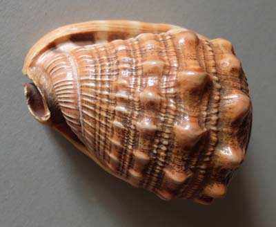 0-coq-05c