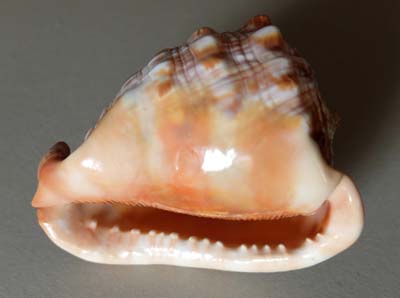 0-coq-06d