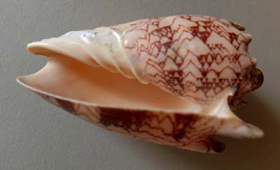 0-coq-07c