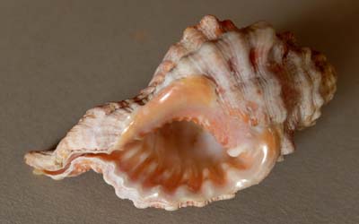 0-coq-09b
