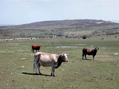 13-avila-8-04