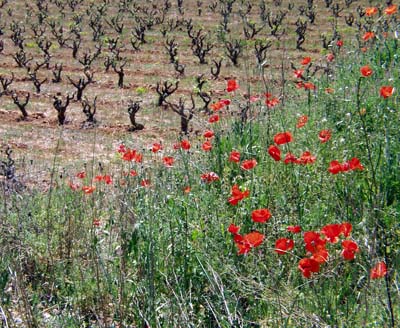 04-poblet-24