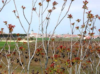 03-chinchon-1-01