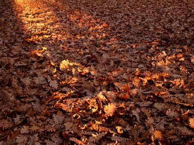 2008-10-18-120a