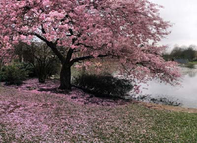 2011-04-10-229-panob