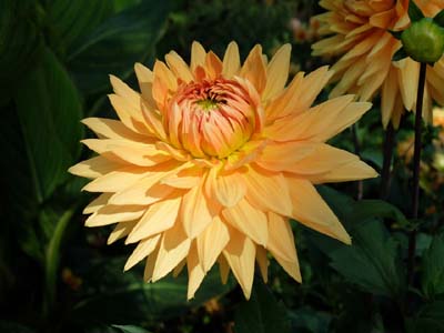vau-2014-09-17-231