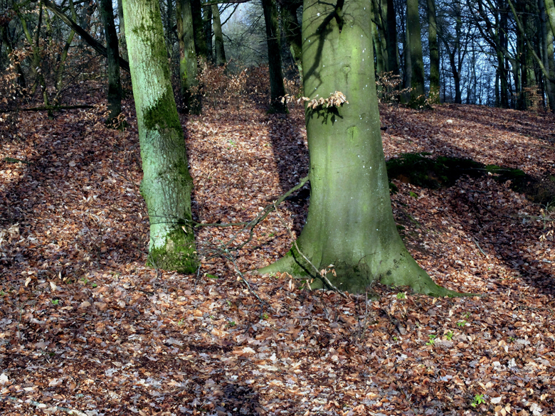 Accueil