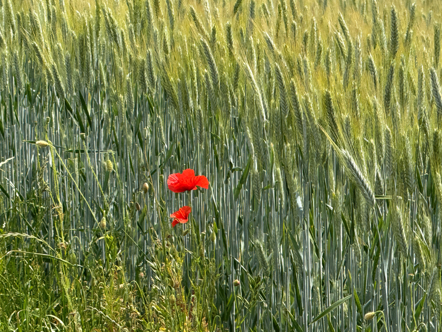 Accueil
