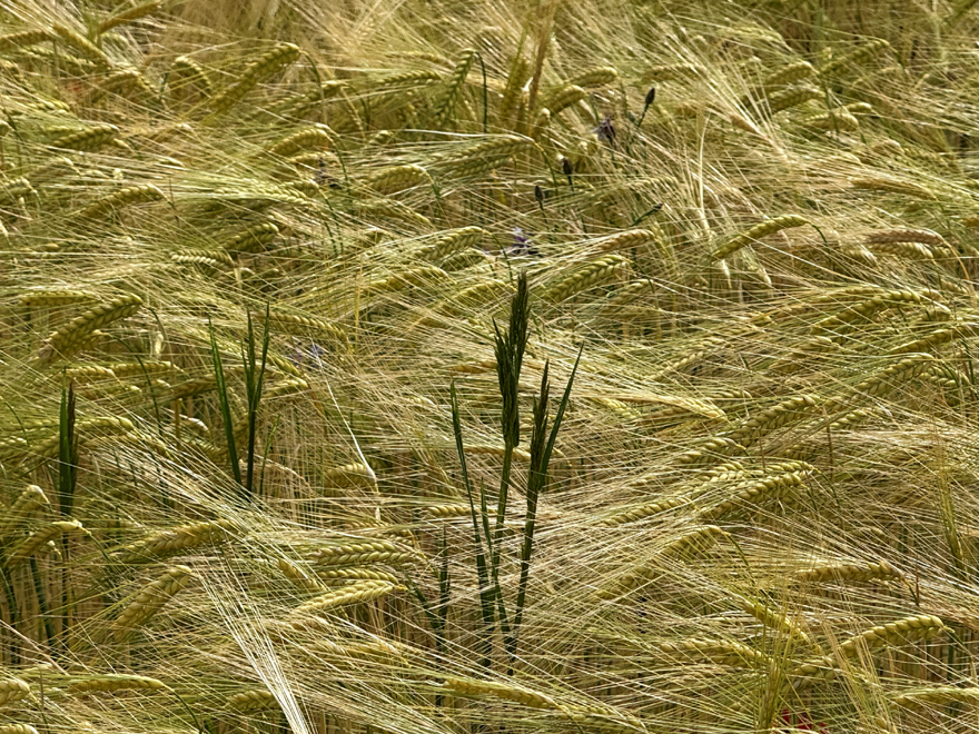Accueil