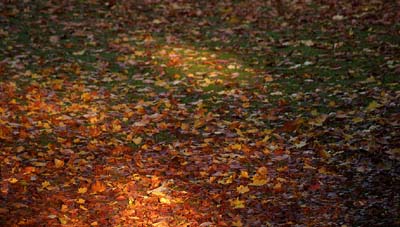 2008-10-18-164a