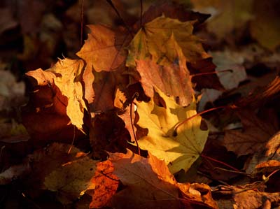 2008-10-18-173a