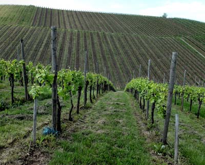 schweb-2019-05-25-111