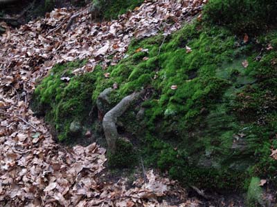 mul-2014-09-15-268