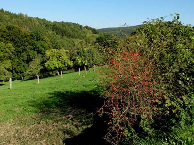 bor-2015-10-01-077-f