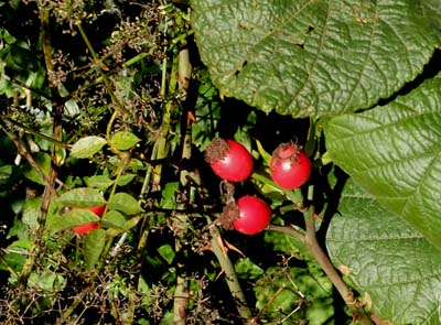 bor-2015-10-01-078-f