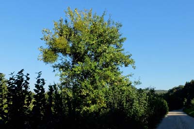 bor-2015-10-01-084-fa1