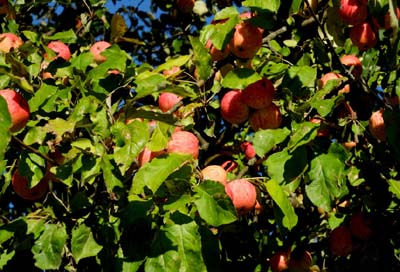 bor-2015-10-01-092-f2