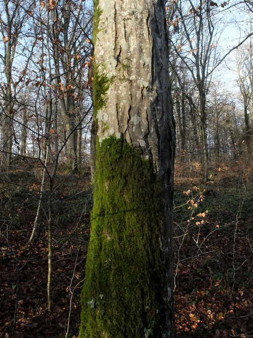 Accueil