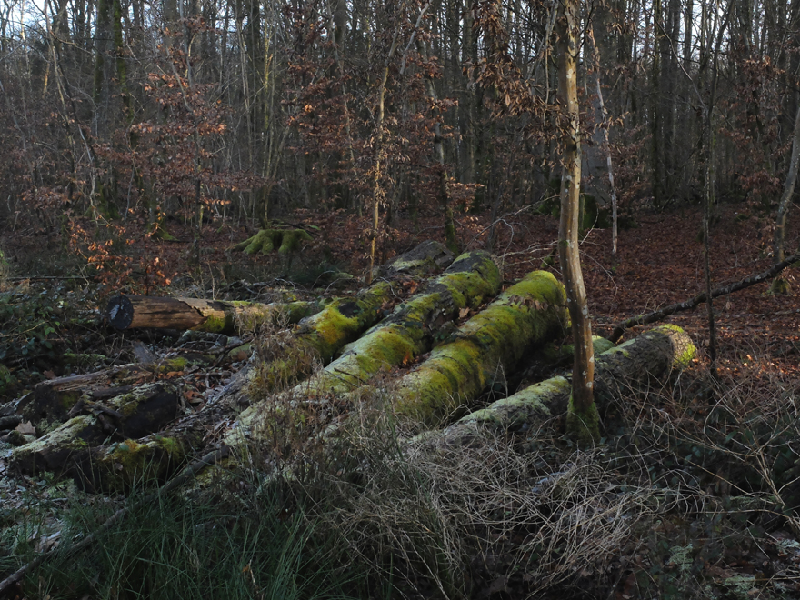 Accueil