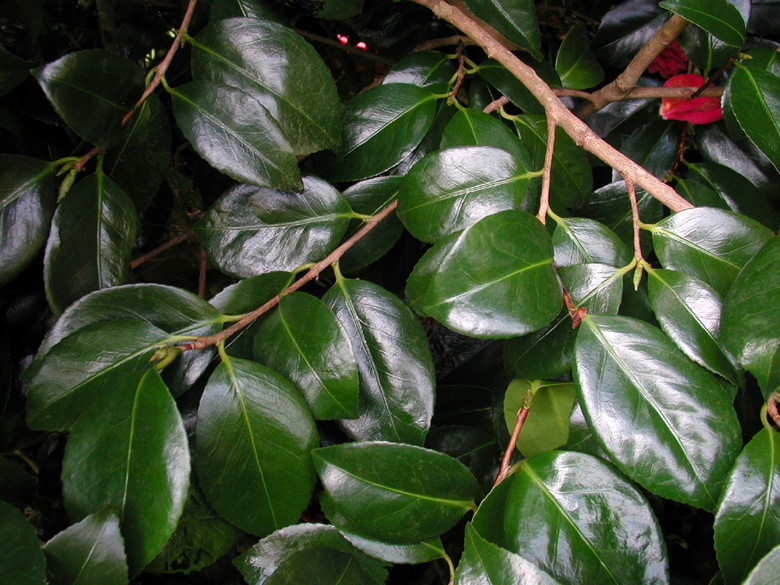 Accueil