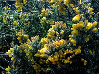 0_carantec_fleurs_001