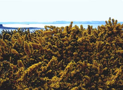 0_carantec_fleurs_002