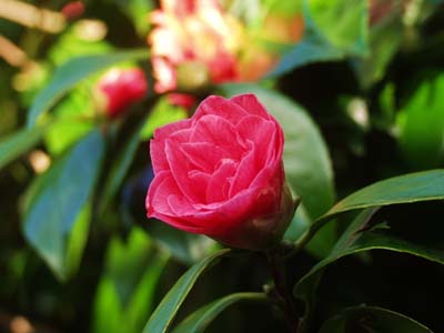 0_carantec_fleurs_003