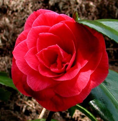 0_carantec_fleurs_005