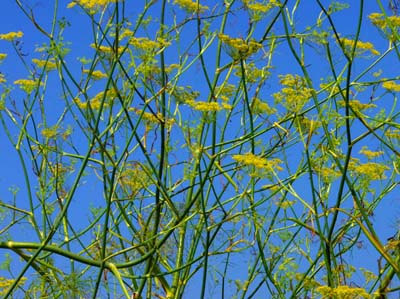 0_carantec_fleurs_006