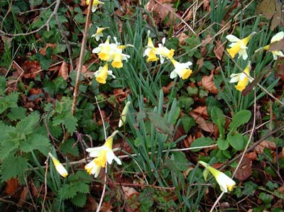 0_carantec_fleurs_008