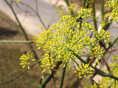0_carantec_fleurs_009