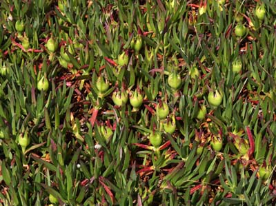 0_carantec_fleurs_010
