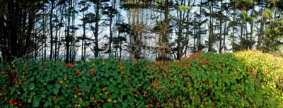 0_carantec_fleurs_012