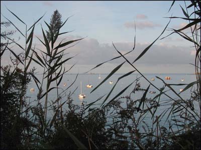 0-large-plantes