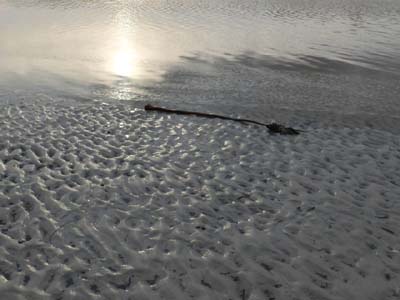 dossen-2025-01-09-020