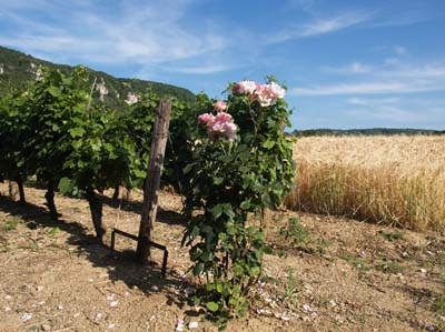 chateau-chalon-05
