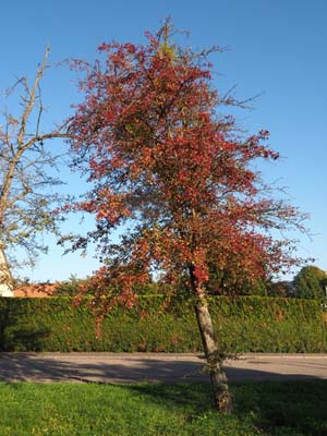 2015-10-11-778o