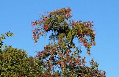 2015-10-11-779f
