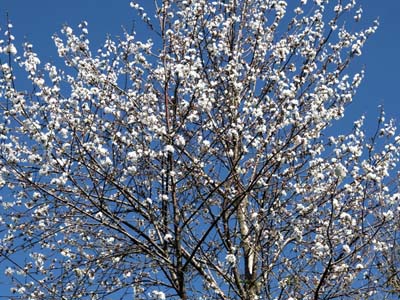 montmaur-2019-03-26-021