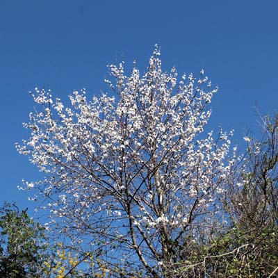 montmaur-2019-03-26-022