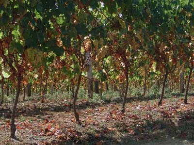 eauze-vigne
