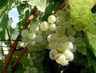 eauze-vigne1