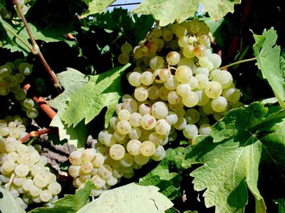 eauze-vigne2