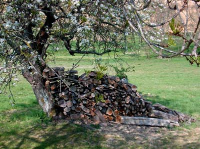 mau-tas de bois