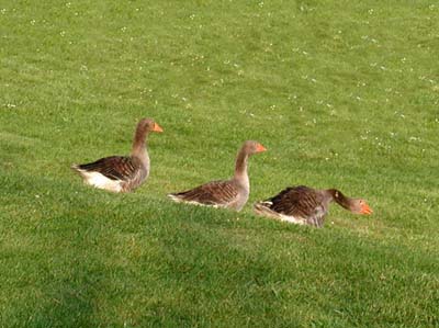 vo-canards 3A