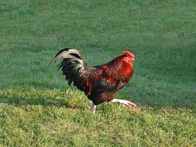 vo-coq en marcheA